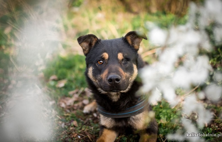 kokosz-mlody-spokojny-psiak-pokochaj-naszego-medrca-47276-zdjecia.jpg