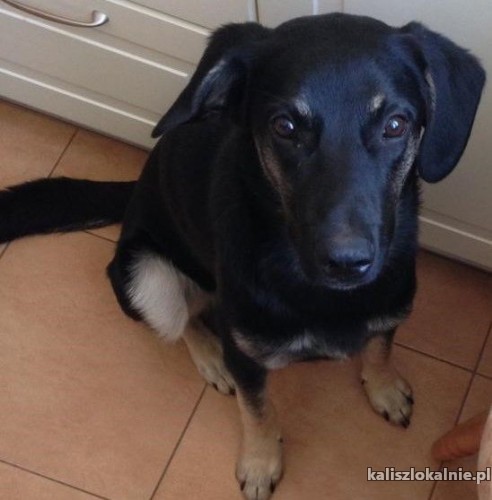 findus-wychowany-w-domu-mlody-wesoly-pies-47296-kalisz.jpg