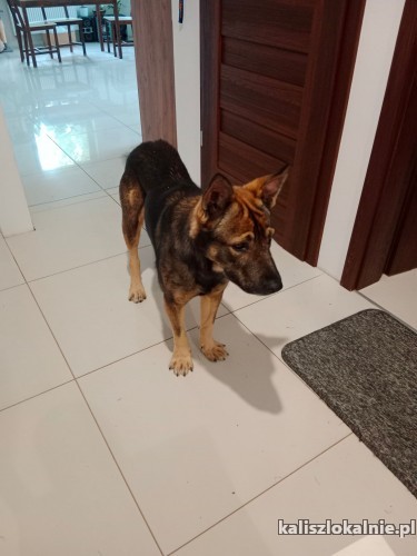 mlody-domowy-iwan-przyjazny-psiak-do-pokochania-47297-sprzedam.jpg