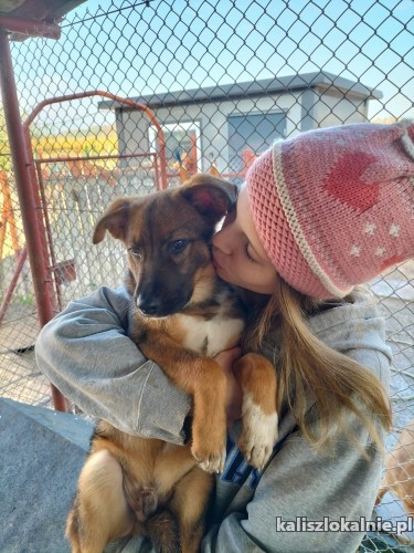 loki-cudowny-psi-dzieciak-szuka-domu-47390-kalisz.jpg