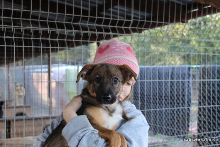 loki-cudowny-psi-dzieciak-szuka-domu-47390-psy.jpg