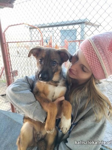 loki-cudowny-psi-dzieciak-szuka-domu-47390-sprzedam.jpg