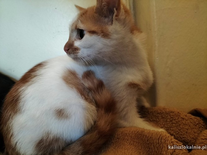 4-miesieczny-kocurek-szuka-kochajacego-domu-47391-kalisz.jpg