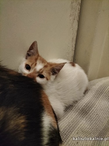 4-miesieczny-kocurek-szuka-kochajacego-domu-47391-sprzedam.jpg