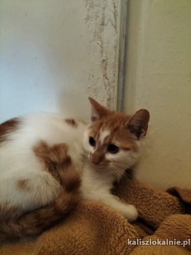 4-miesieczny-kocurek-szuka-kochajacego-domu-47391-zdjecia.jpg