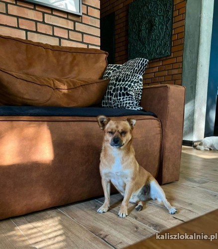 rudka-niewielka-sunieczka-szuka-kochajacego-domu-47478-sprzedam.jpg