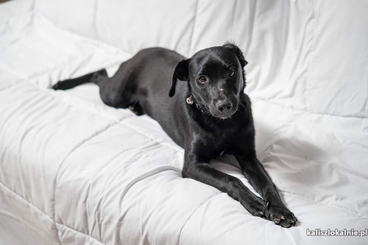 blaki-4-miesieczny-mix-labka-szuka-domu-47501-kalisz-foto.jpg