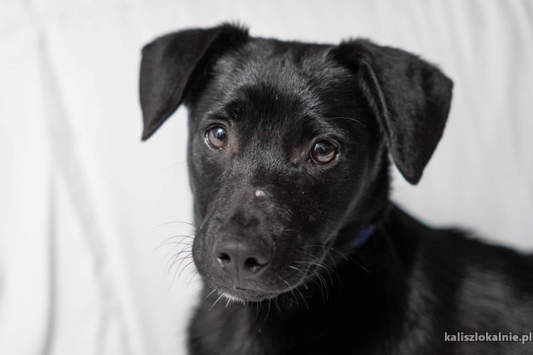 blaki-4-miesieczny-mix-labka-szuka-domu-47501-kalisz-na-sprzedaz.jpg