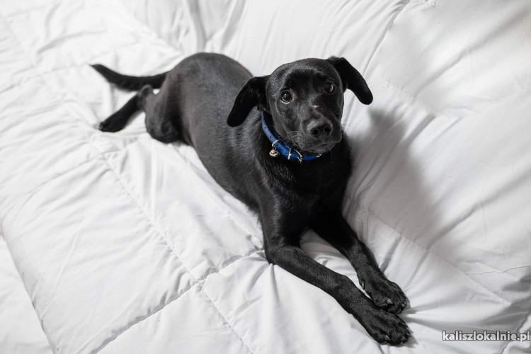 blaki-4-miesieczny-mix-labka-szuka-domu-47501-sprzedam.jpg
