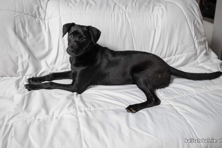 blaki-4-miesieczny-mix-labka-szuka-domu-47501-zdjecia.jpg