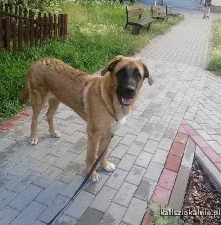 lagodny-niekonfliktowy-hektor-10-miesieczne-cudo-adopcja-47502-kalisz.jpg