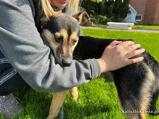 dilya-mlody-przyjacielski-chlopiec-szuka-domu-47503-kalisz.jpg
