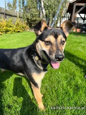 dilya-mlody-przyjacielski-chlopiec-szuka-domu-47503-psy.jpg