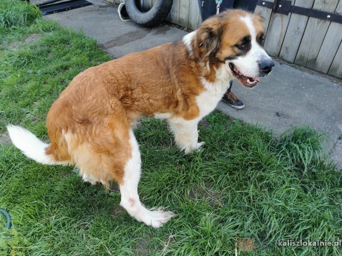 roczna-benia-bernardynka-do-pokochania-47511-psy.jpg