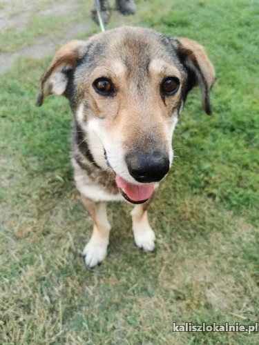 kajtek-przyjacielski-i-urokliwy-psiak-szuka-domu-47514-kalisz.jpg