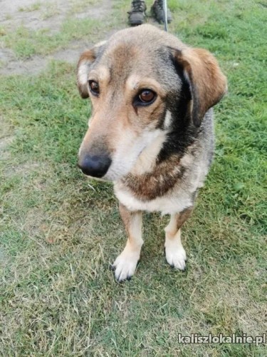 kajtek-przyjacielski-i-urokliwy-psiak-szuka-domu-47514-psy.jpg