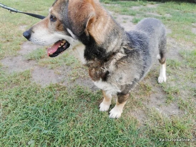 kajtek-przyjacielski-i-urokliwy-psiak-szuka-domu-47514-sprzedam.jpg