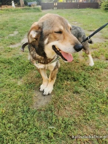 kajtek-przyjacielski-i-urokliwy-psiak-szuka-domu-47514-zdjecia.jpg