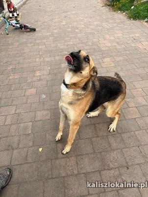 chita-przekochana-sunia-szuka-domu-47528-kalisz-foto.jpg