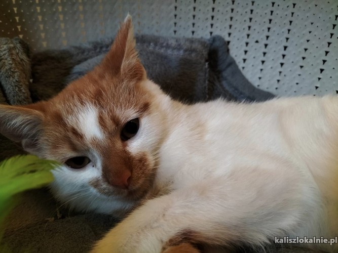 dwa-cudowne-miziaste-kociaki-do-pokochania-47537-kalisz.jpg