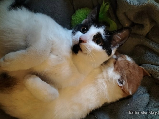 dwa-cudowne-miziaste-kociaki-do-pokochania-47537-koty.jpg