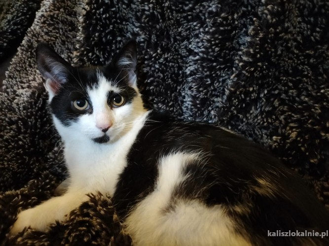 dwa-cudowne-miziaste-kociaki-do-pokochania-47537-sprzedam.jpg
