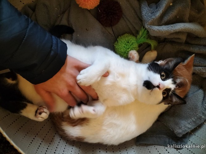 dwa-cudowne-miziaste-kociaki-do-pokochania-47537-zdjecia.jpg