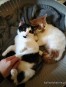 Dwa cudowne, miziaste kociaki do pokochania!