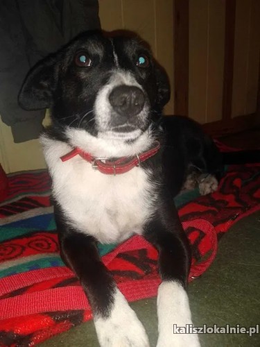 niewielki-domowy-aksio-cudo-piesek-szuka-domu-47579-kalisz.jpg
