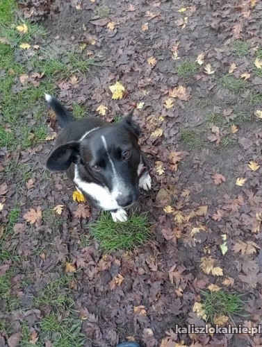niewielki-domowy-aksio-cudo-piesek-szuka-domu-47579-sprzedam.jpg