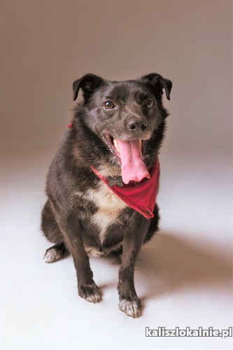 baczek-wesoly-przylepny-psiak-szuka-kochajacego-domu-47604-sprzedam.jpg