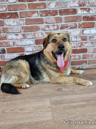 beza-kotolubna-psolubna-wspaniala-sunia-szuka-domu-47605-kalisz.jpg