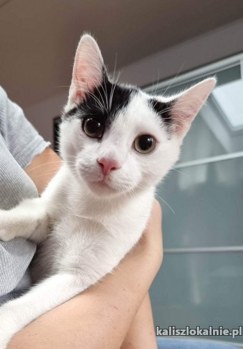 bolek-i-lolek-cudne-kociaki-chlopaki-do-adopcji-47612-sprzedam.jpg