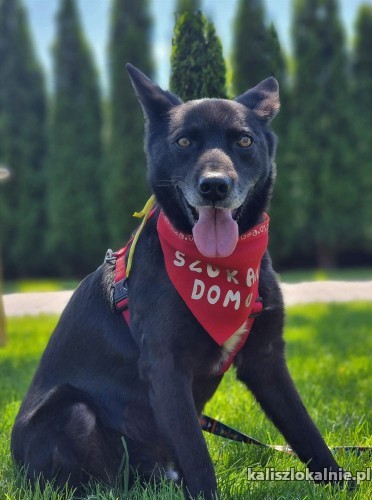 jurko-przyjazny-poczciwy-psiak-wniesie-radosc-w-twoje-zycie-47635-psy.jpg