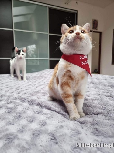 pelen-pozytywnej-energii-towarzyski-kocurek-rudek-do-adopcji-47639-kalisz.jpg