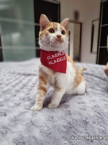 pelen-pozytywnej-energii-towarzyski-kocurek-rudek-do-adopcji-47639-sprzedam.jpg