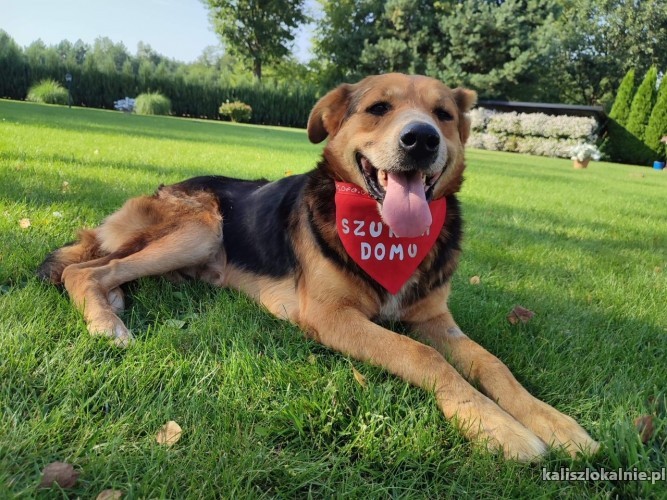 wesoly-przyjazny-nanek-super-psiak-do-super-domu-47653-sprzedam.jpg