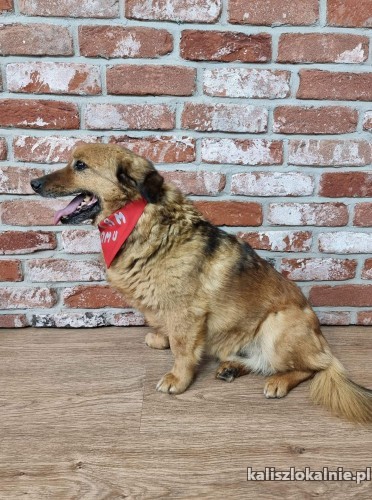 niewielki-rudek-kotolubny-wesoly-psiak-do-adopcji-47664-kalisz.jpg
