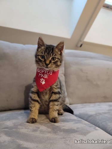 rysio-koci-dzieciak-szuka-domu-47665-kalisz.jpg