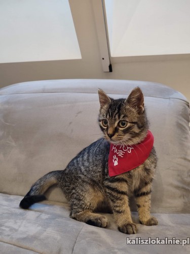 rysio-koci-dzieciak-szuka-domu-47665-sprzedam.jpg
