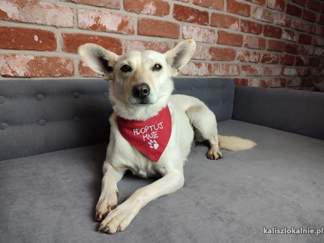 sniezka-mloda-grzeczna-ksiezniczka-szuka-swojego-domu-47708-psy.jpg