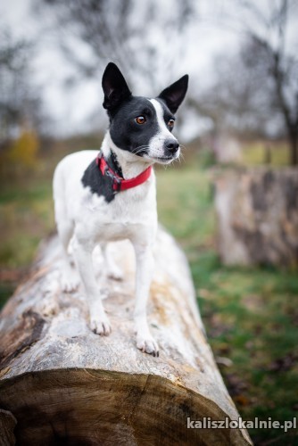 nakolankowa-sally-psi-aniolek-do-pokochania-47839-kalisz.jpg