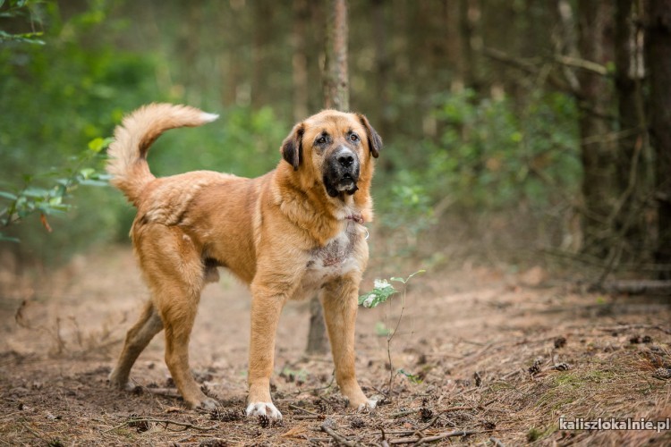 berni-duzy-terytorialny-pies-szuka-domu-z-podworkiem-47840-kalisz.jpg
