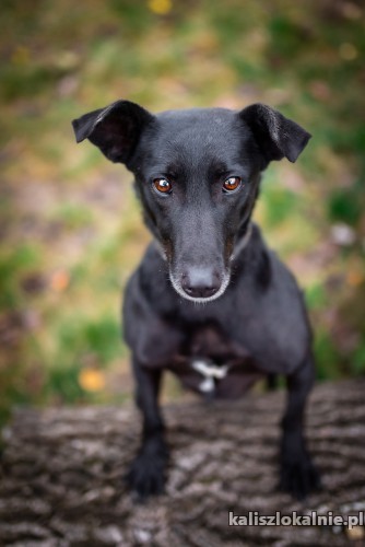 psi-aniol-cudowna-marusia-szuka-kochajacego-domu-47841-kalisz.jpg