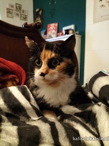 Tokio - cudna tricolorka, młodziutka, wesoła koteczka!