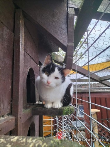cudna-marlenka-wyjatkowa-koteczka-szuka-domu-47873-kalisz.jpg