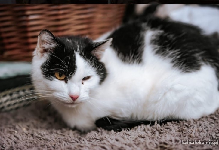 cudna-marlenka-wyjatkowa-koteczka-szuka-domu-47873-koty.jpg