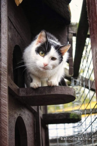 cudna-marlenka-wyjatkowa-koteczka-szuka-domu-47873-sprzedam.jpg