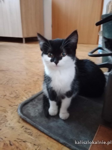 3-miesieczne-cudne-kociaki-do-pokochania-47874-kalisz-foto.jpg