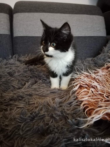 3-miesieczne-cudne-kociaki-do-pokochania-47874-kalisz.jpg